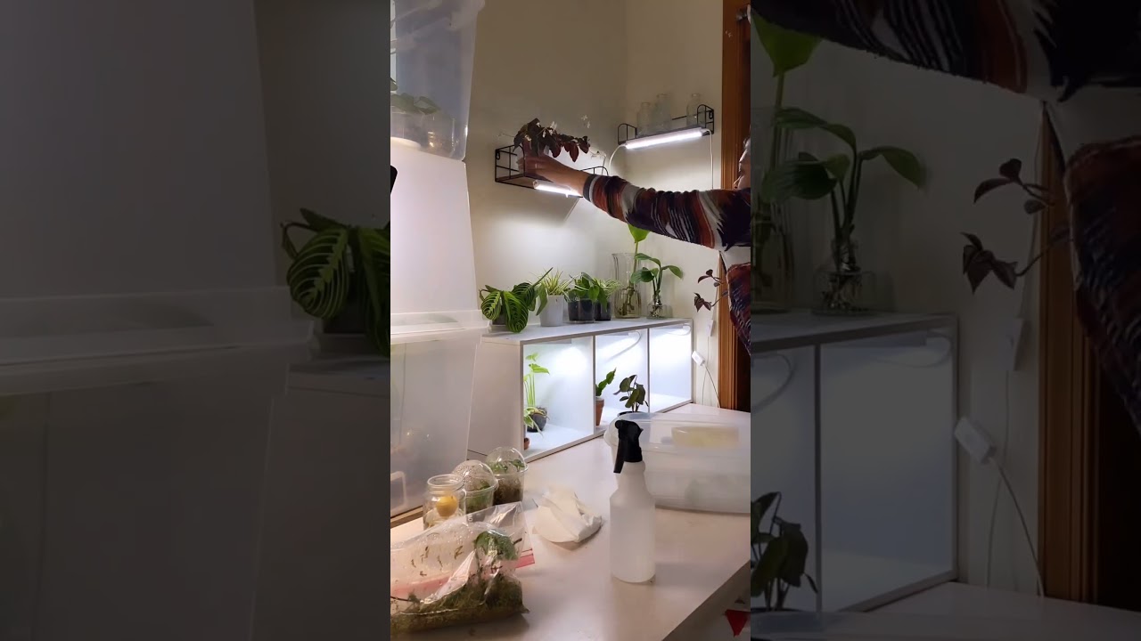 Plant growth  #plantcare #plantgoals #plantmoma
