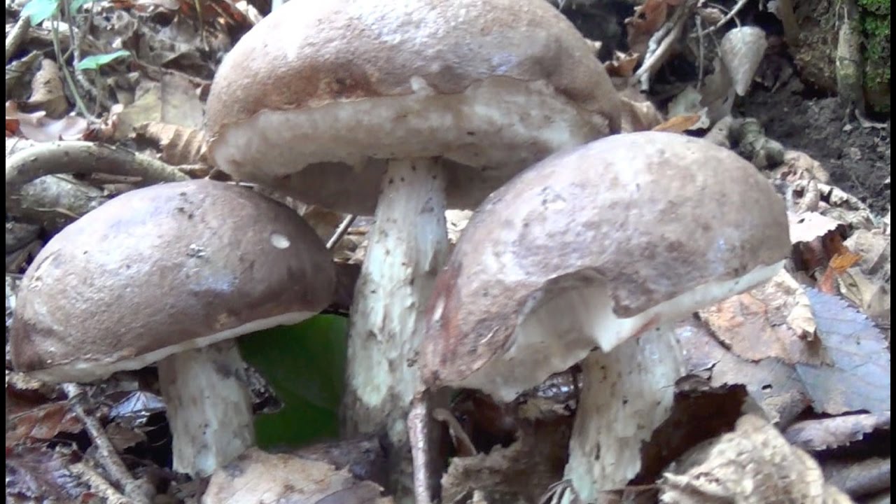 FUNGHI, finalmente qualcosa in pianura