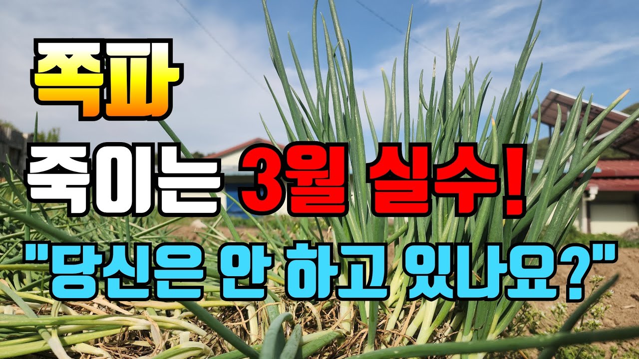 쪽파 월동후 3월 해야할일과 씨쪽파 수확 종자 보관까지 한번에 몽땅 몰아보기