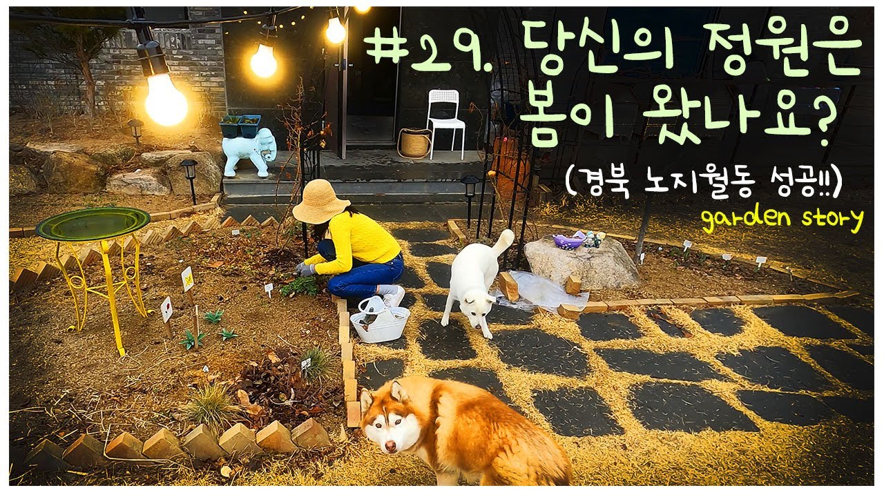 #29.올해 노지월동 점수는?ㅣ히야신스개화ㅣ네모필라,물망초 파종과 새싹 가식
