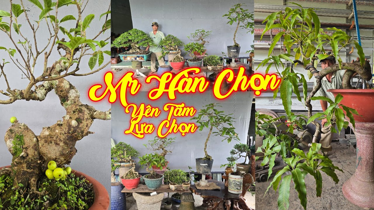 MR CHỌN | #0795446979 | MỚI QUÁI ĐẸP XOÀI HỘT, SUNG TRÁI, LỘC VỪNG, MCT VIP TP, TÙNG, ME, MẬN,KIM BA
