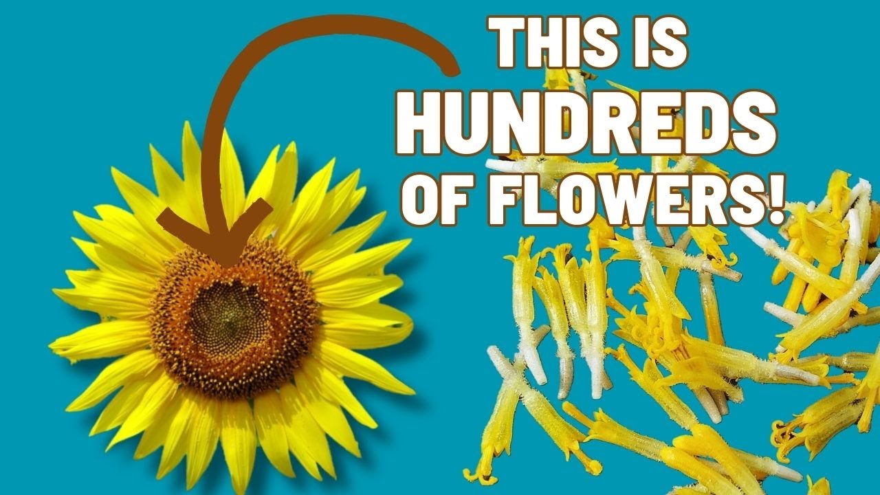 Научитесь распознавать растения | ASTERACEAE (семейство Подсолнечниковые)