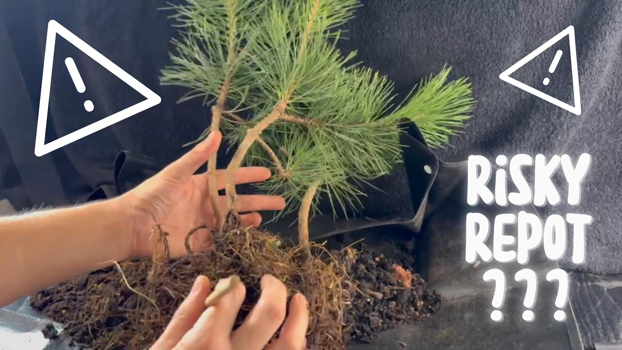 Repotting 3 Black pines in Autumn ???
