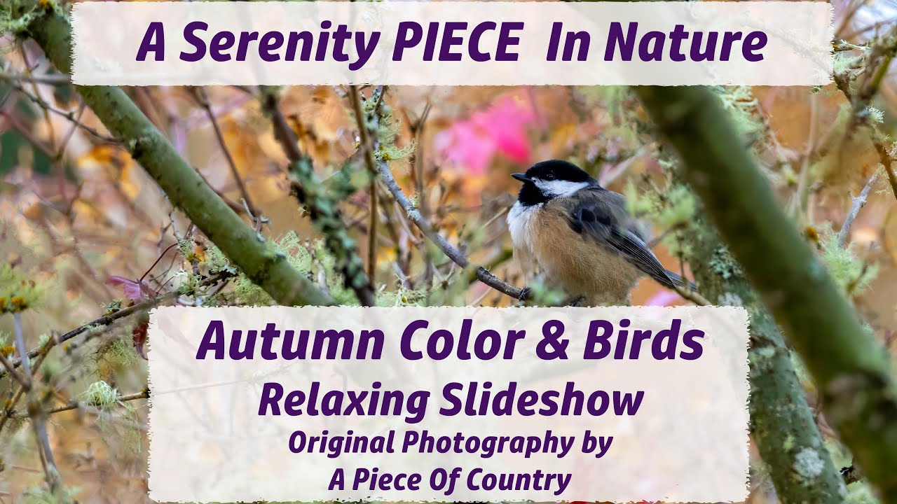 Autumn Color & Birds ~ Relaxing Nature Slideshow 4K ~ Original Photography & Peaceful Calming Music