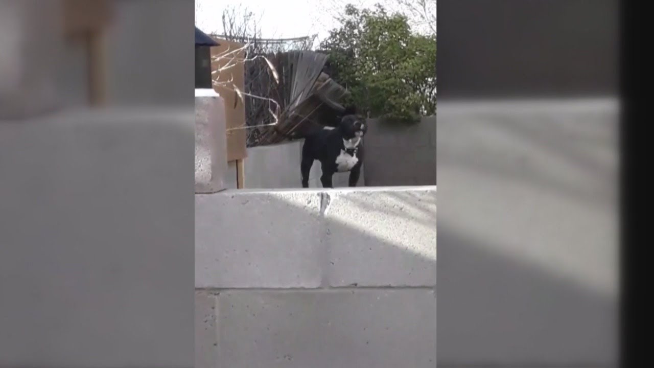City tries new approach to solve dog barking complaints
