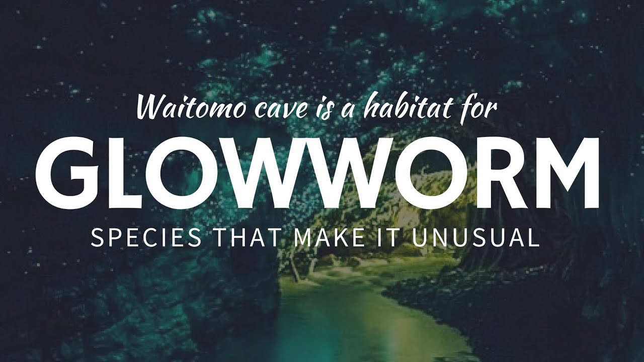 NATURAL WONDERS: Waitomo Glowworm Caves in New Zealand
