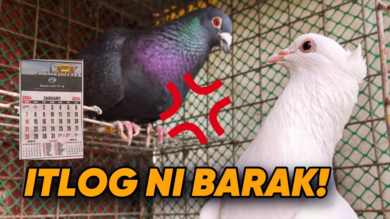 RACING X GIANT PIGEON!