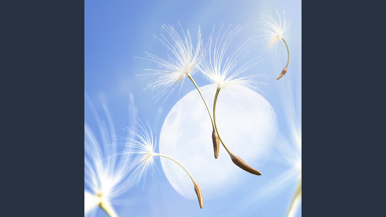 민들레
