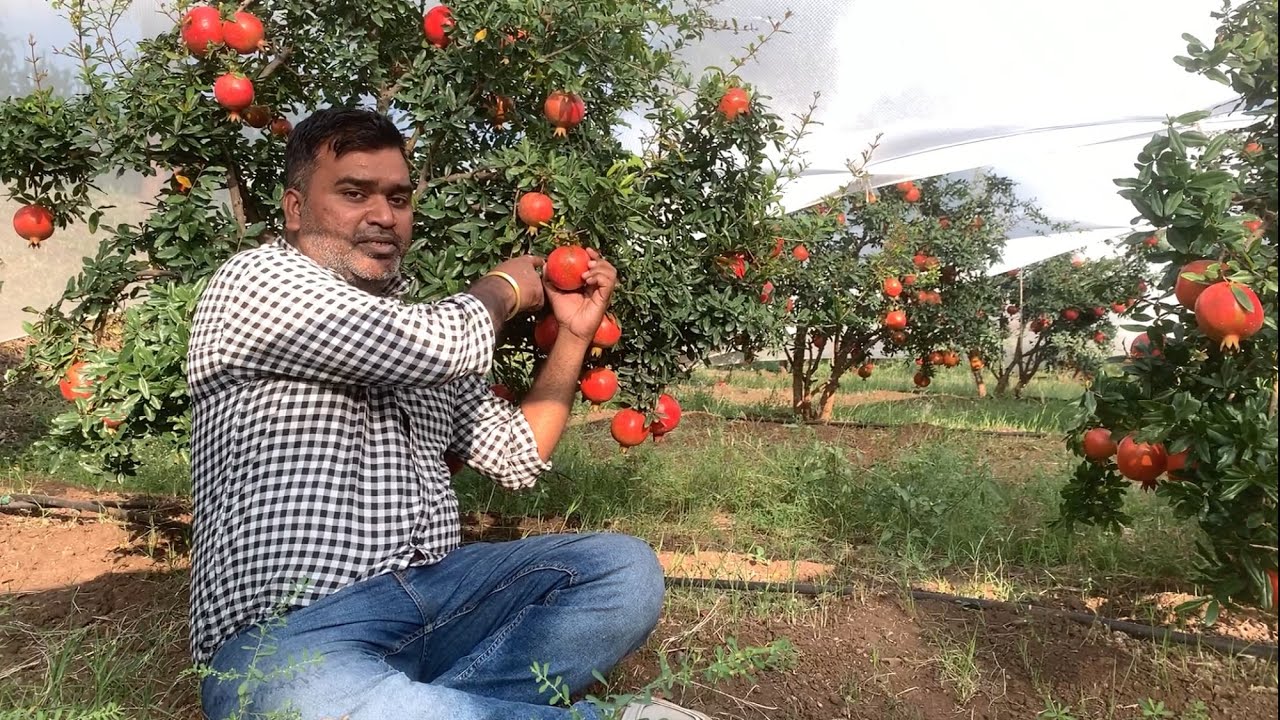 अनार की खेती की जानकारी l pomegranate farming in maharashtra l #dalimb #anar #pomegranate #farming