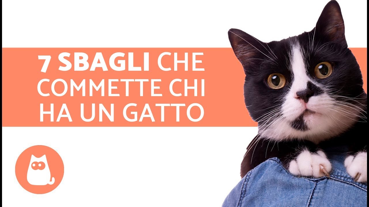 Prendersi cura di un gatto – 7 SBAGLI che commette chi ha un gatto