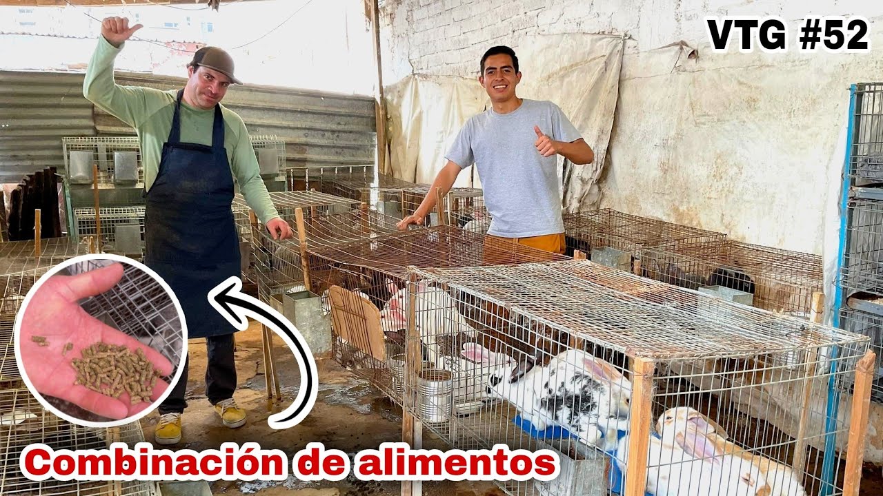 ¿Cómo tener conejos listos “EN 2.5 MESES” (Combinación de alimentos mágica) 🐰🤠