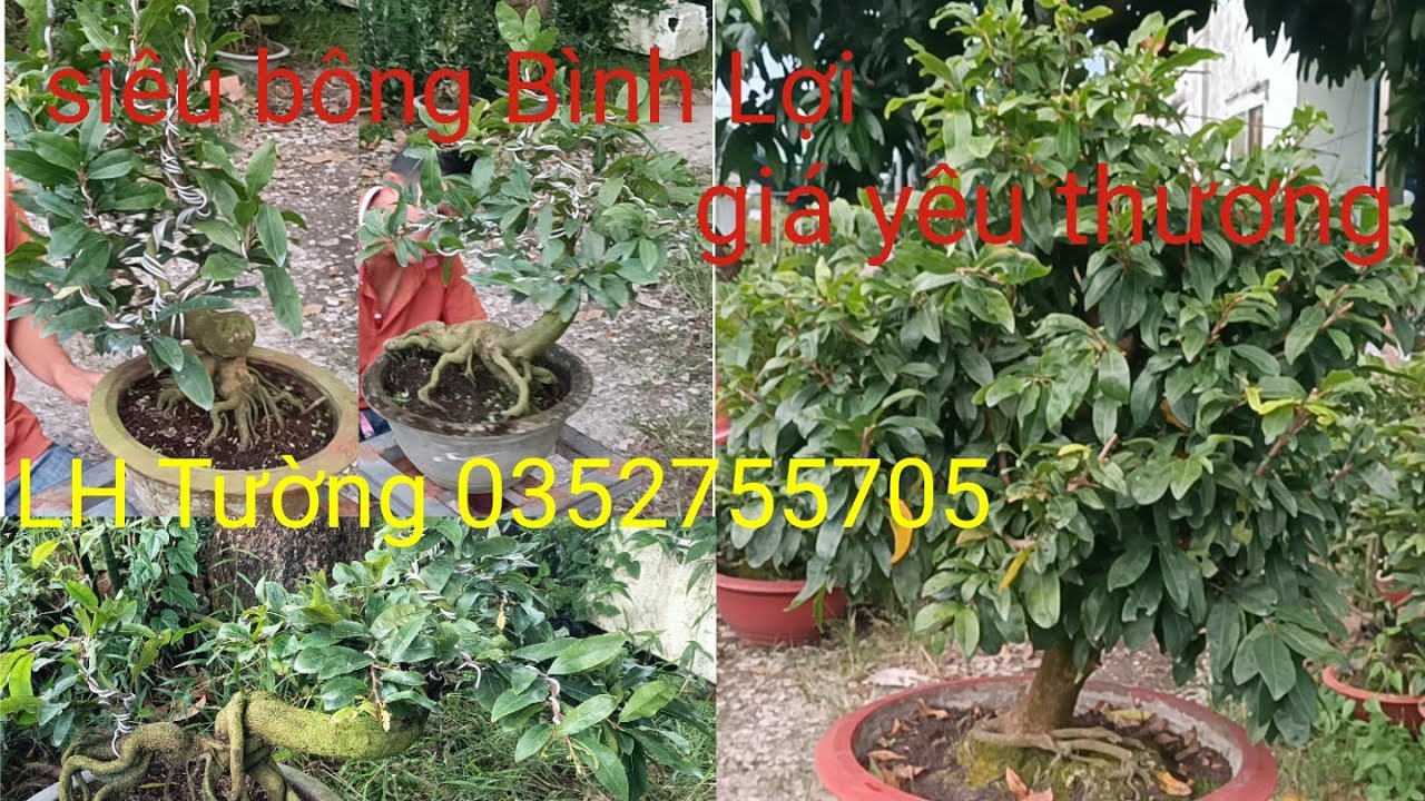 Siêu bông Bình Lợi giá yêu thương.👉 LH Tường 0352755705