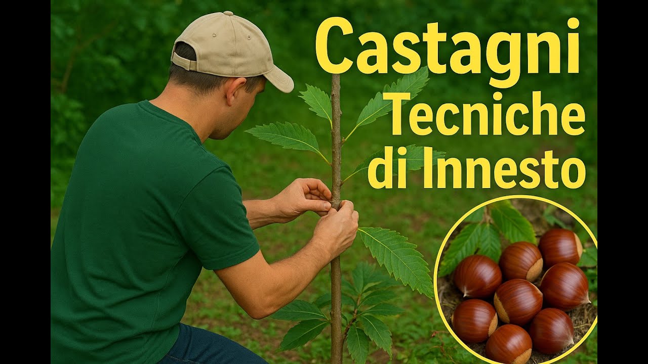 Castagni per il bosco alimentare: Tecniche di Innesto. Fonte di Cibo e Biodiversità #foodforest