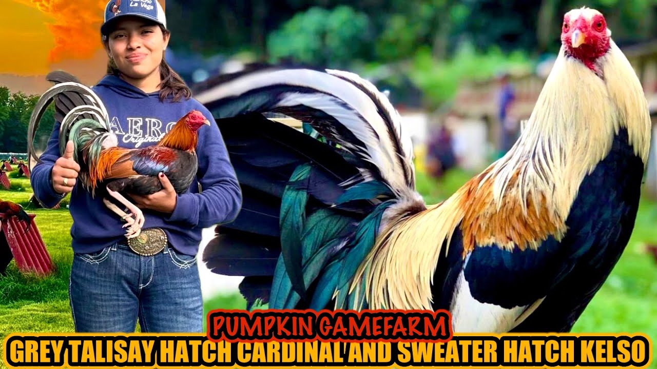 Grey Talisay Hatch Cardinal And Sweater Hatch Kelso ~ PUMPKIN GAMEFARM