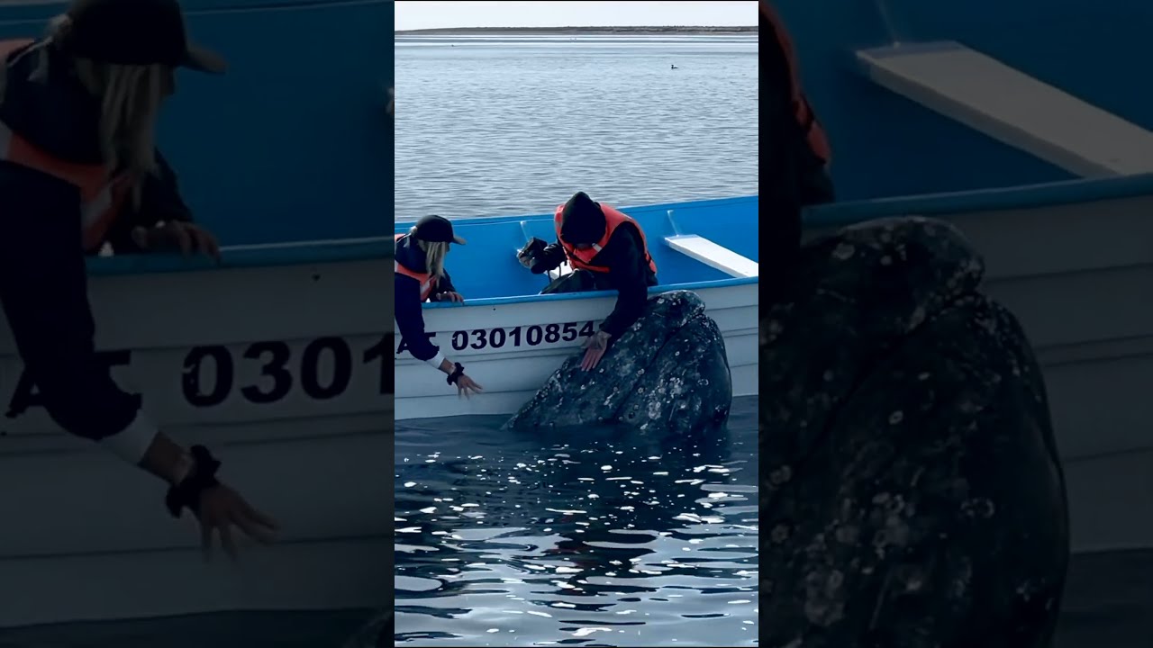 INCREIBLE interacción con UNA BALLENA GRIS🩵🐋🐳🤯 