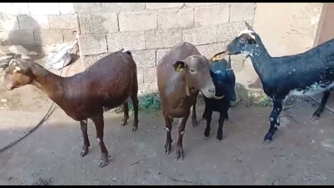 🐐الماعز المورسيانة🐐3 على ميلاد معزة حليب+فحل 06.52.52.72.34📞إتصل نواحي فقيه بن صالح 