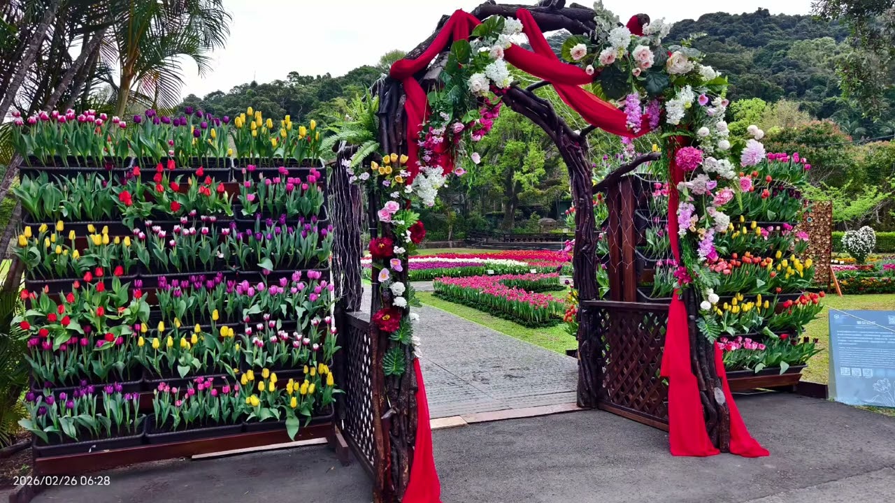 20260226-士林官邸公園-鬱金香展 #士林官邸公園鬱金香展  #士林官邸公園 #不能只有我看見台灣的美 #tulip #tulips #tulips🌷 #tulipa