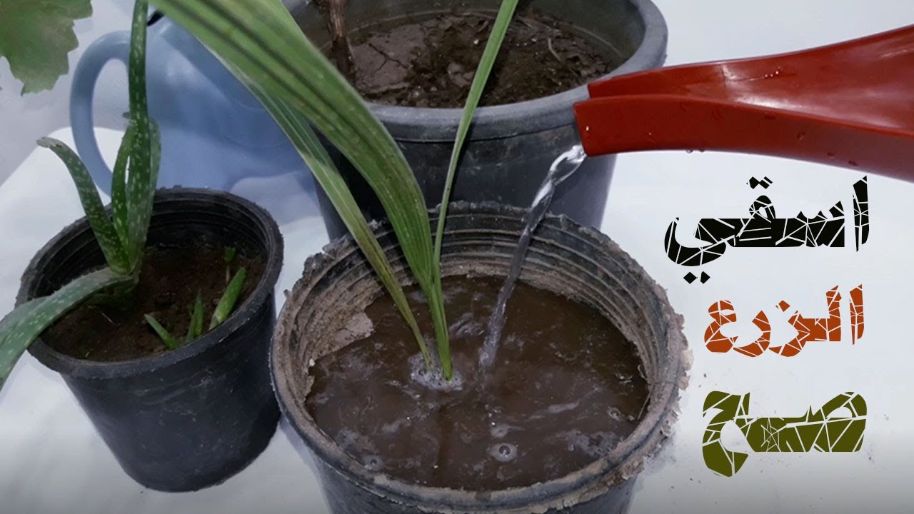 ميعاد ري النبات اسقي الزرع صح | زراعة الاسطج