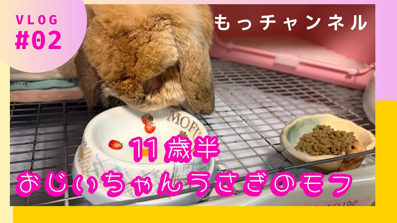 11歳半　おじいちゃんうさぎ／お昼寝／ペレットもぐもぐ／お野菜大好き