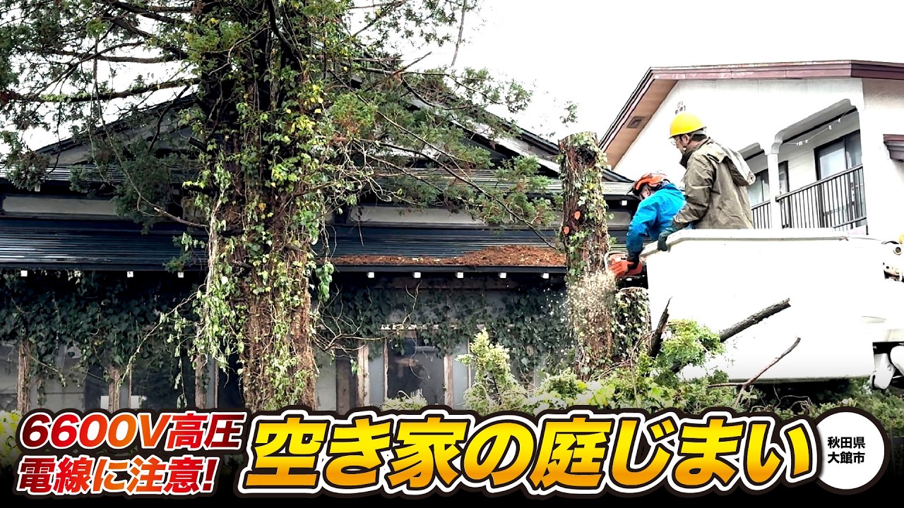 【危険作業】高圧電線と接触危機！空き家の庭じまい #秋田県 #庭 #剪定 #伐採 #特殊伐採 #草刈り #ツル #高所作業車 #庭じまい #空き家 #重機 #杉 #赤松 #高圧電線 #大館市