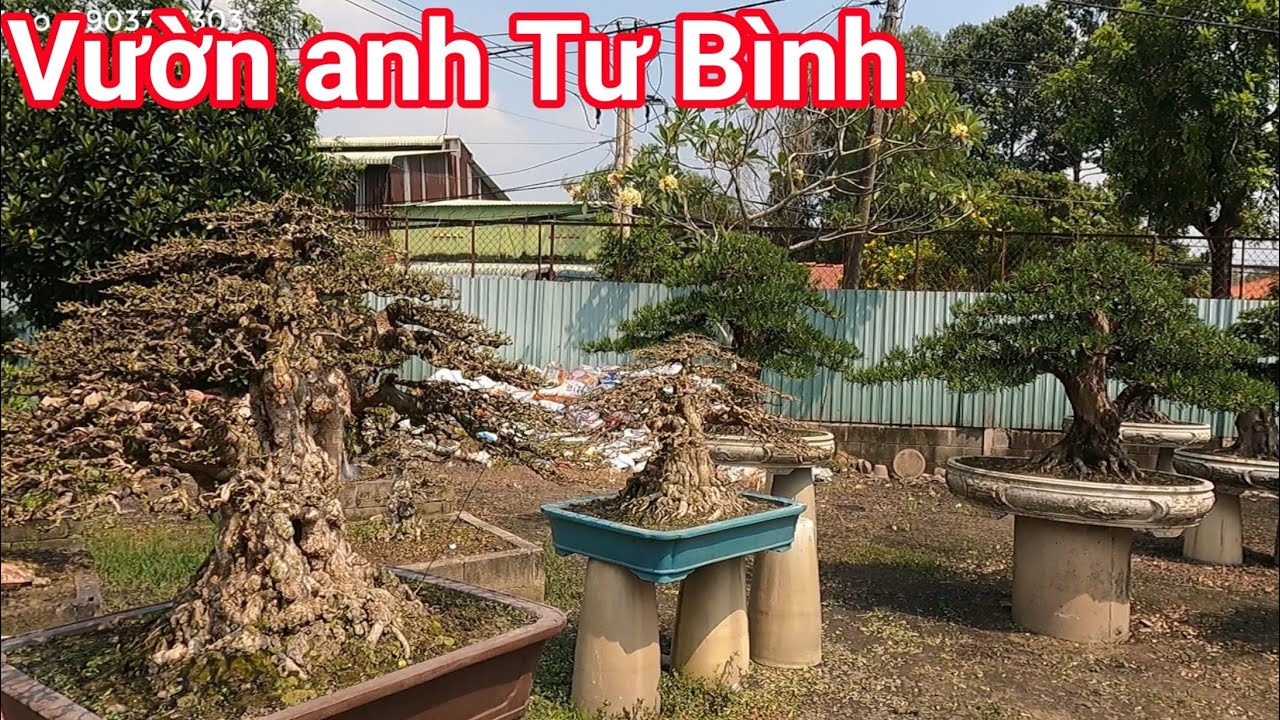 Choáng váng với khu vườn Bonsai bậc nhất của anh Tư Bình nhìn là phê