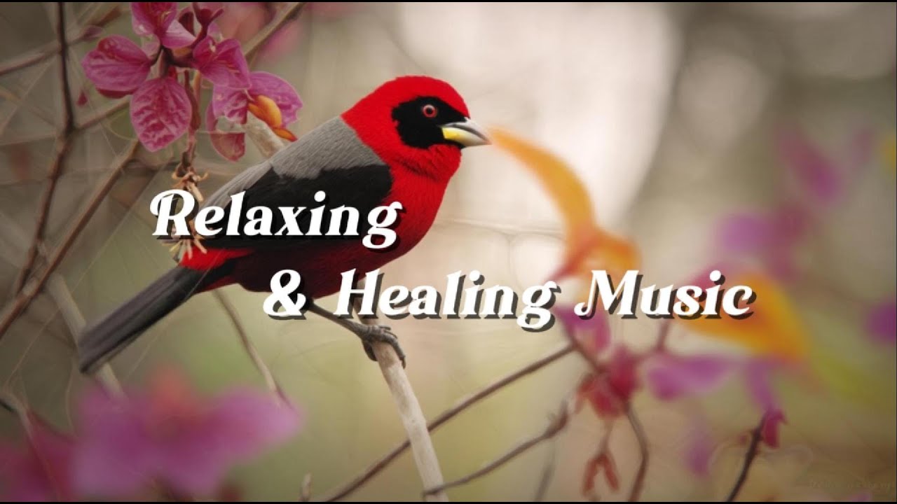 Relaxing Music for Sleep & Focus | Calm Your Mind, Study with Masked Crimson Tanager
