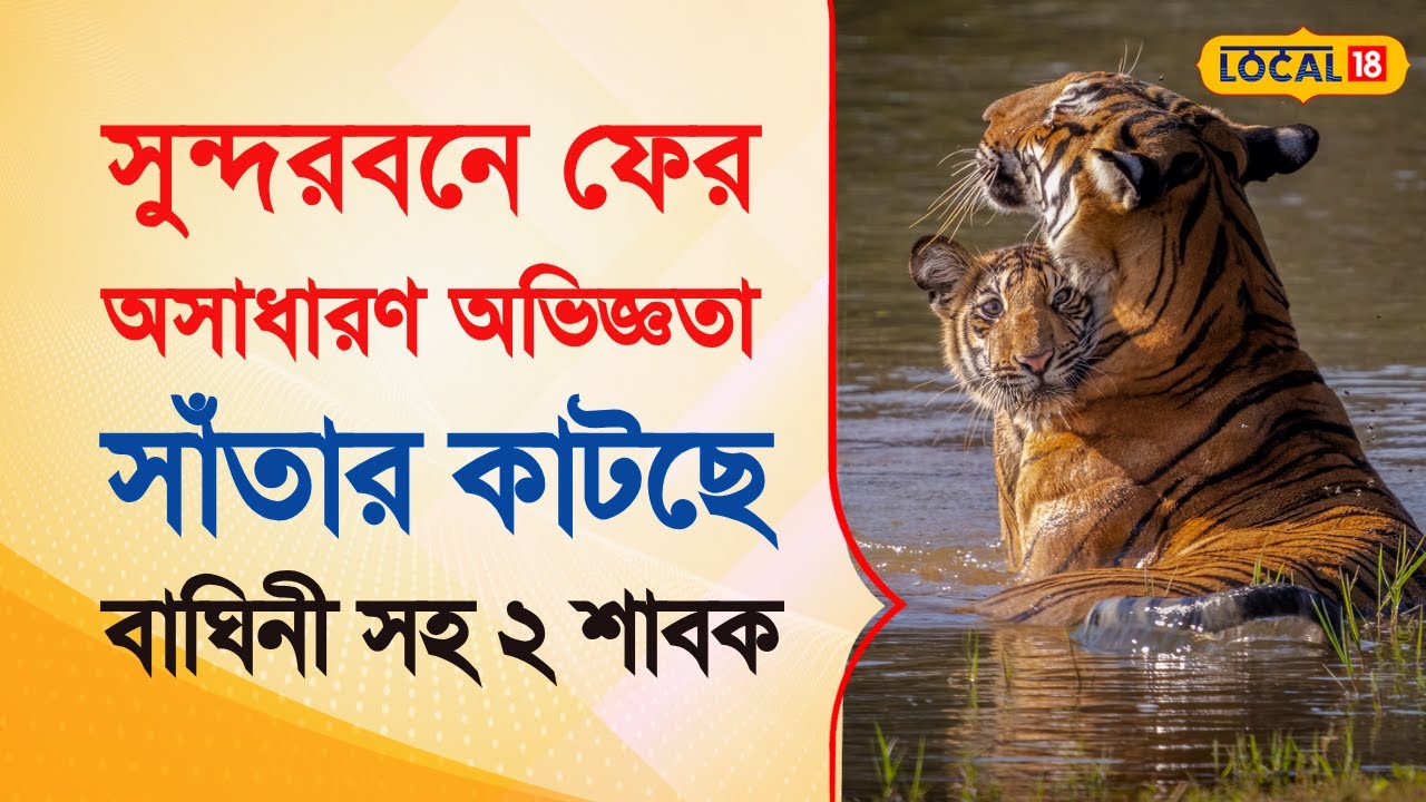 Bangla News | সুন্দরবনে ফের অসাধারণ অভিজ্ঞতা , সাঁতার কাটছে বাঘিনী সহ দুই শাবক | #local18