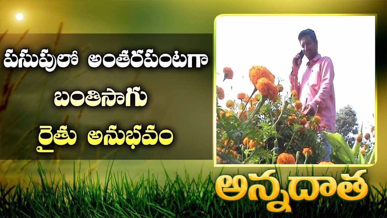 Good Profits from Mariegold | as Intercrop In Turmeric || ETV Annadata