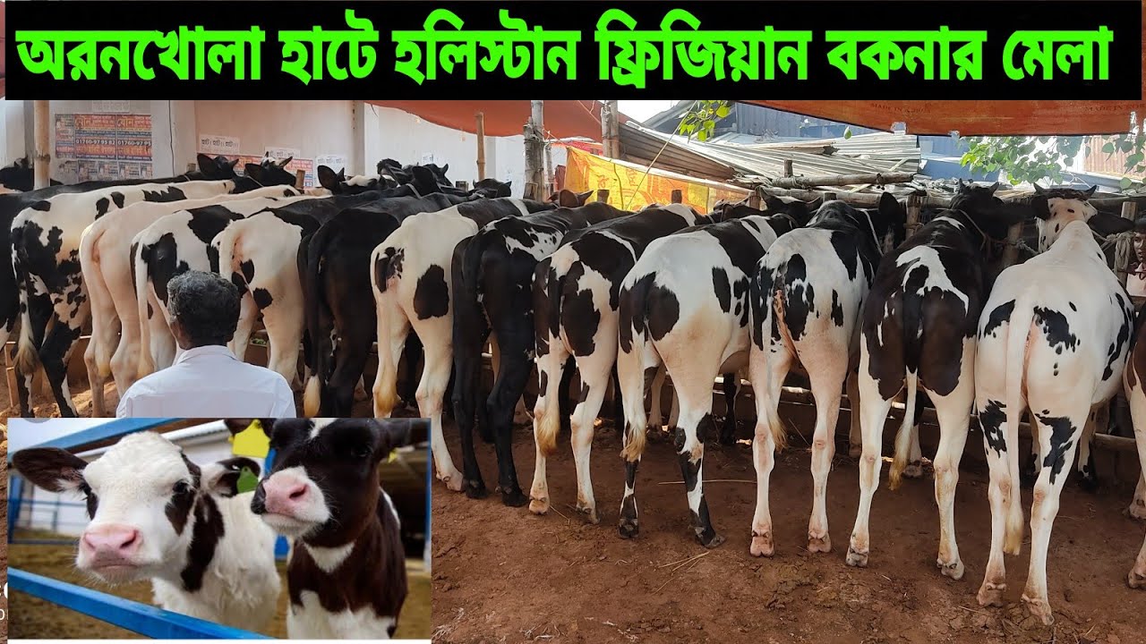 Pabna ishurdi oronkola cow hat।। Holistan frijian small baby cow prize.... cow hat in Bangladesh....