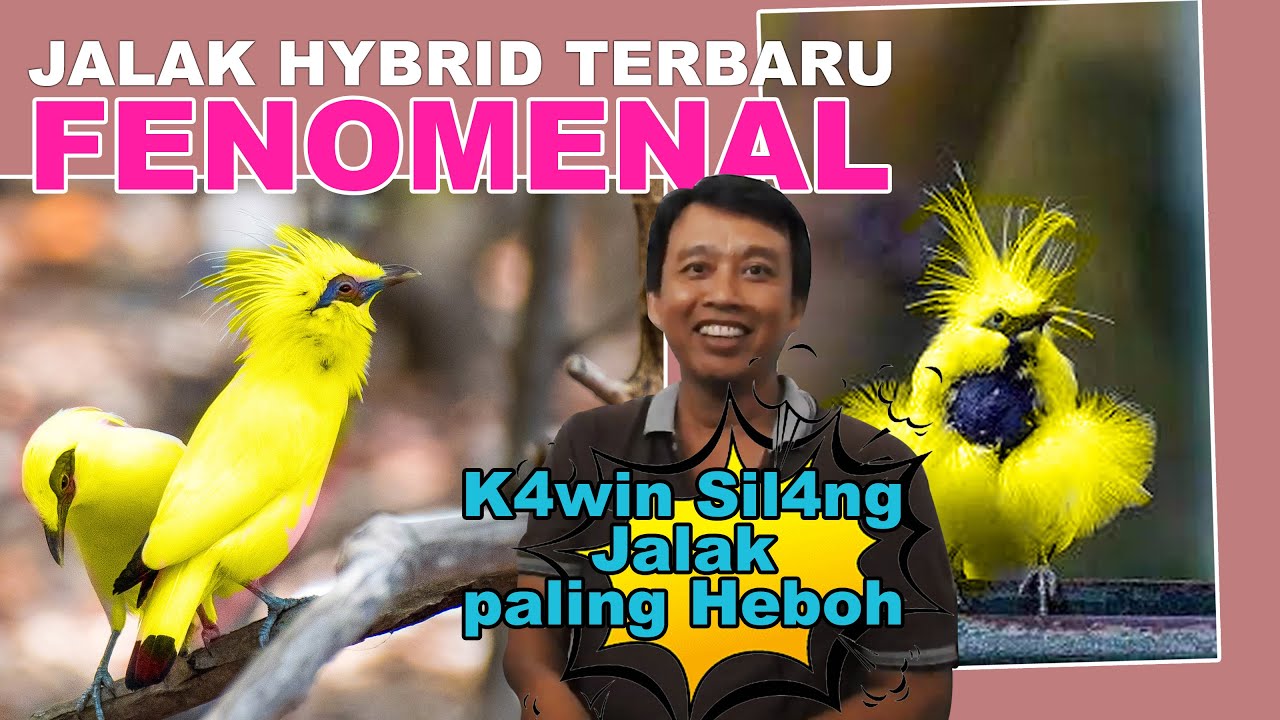 SILANGAN BURUNG HYBRID JALAK BALI DAN JALAK HONGKONG  TERBARU - JADINYA BURUNG CERDAS NAN CANTIK