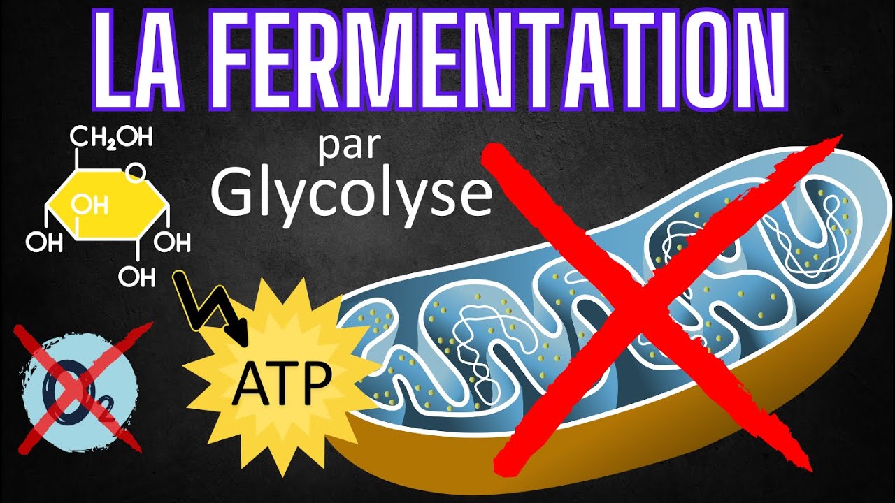 La fermentation lactique et alcoolique | comment la  cellule recycle son NAD+