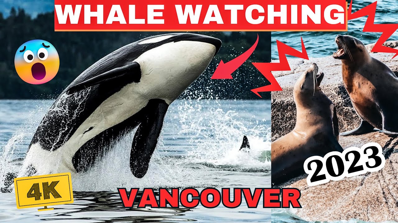 I saw KILLER Whales in Vancouver! (Prince of Whales Whale Watchting)