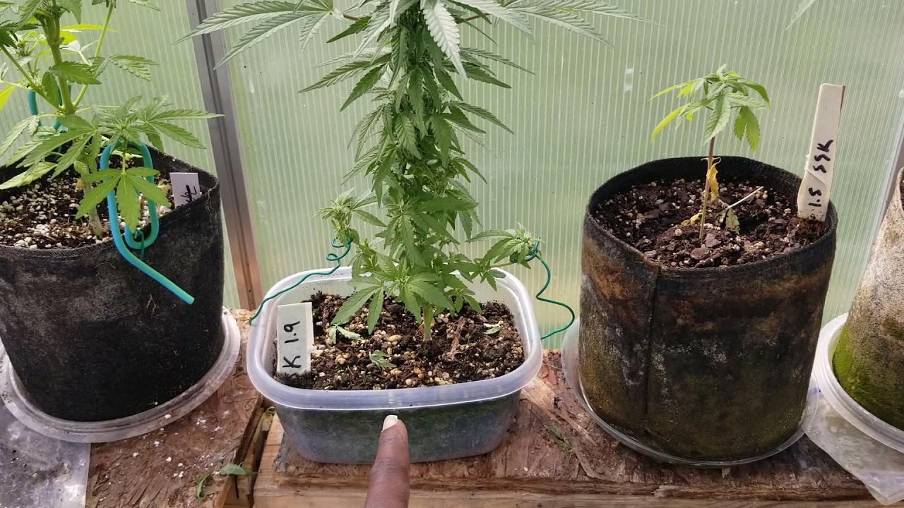 tap water vs bottles nutrients grow update