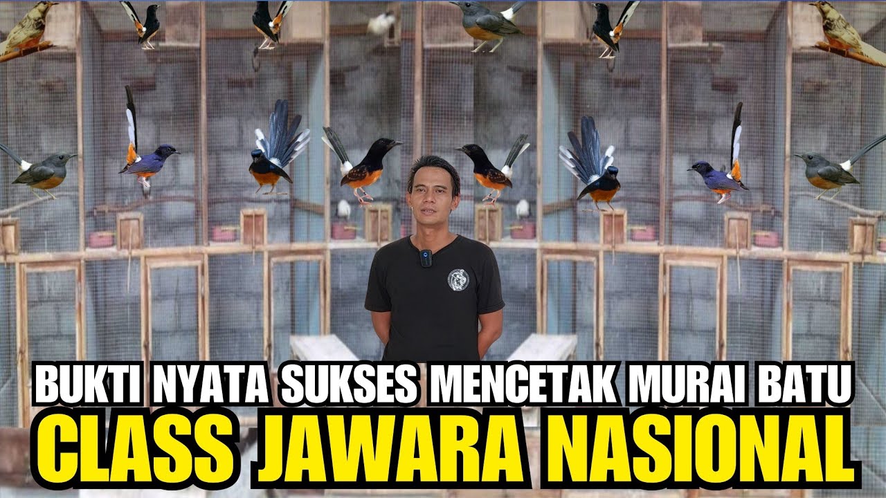 KISAH SUKSES PENANGKAR BURUNG MURAI BATU CLAS JAWARA NASIONAL DAN BLACK SHAMA DI DEPOK! KAW BIRDFARM