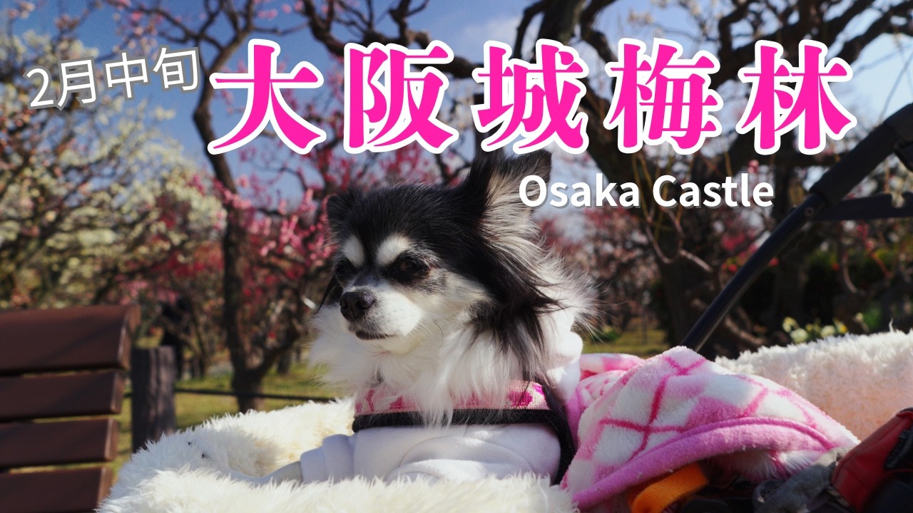 【大阪城梅林】わんこと行く大阪城公園、2月半ばの梅の咲き具合は？[元保護犬チワワとパピヨンのかほご犬s]犬のいる暮らし/愛犬と楽しく過ごすために
