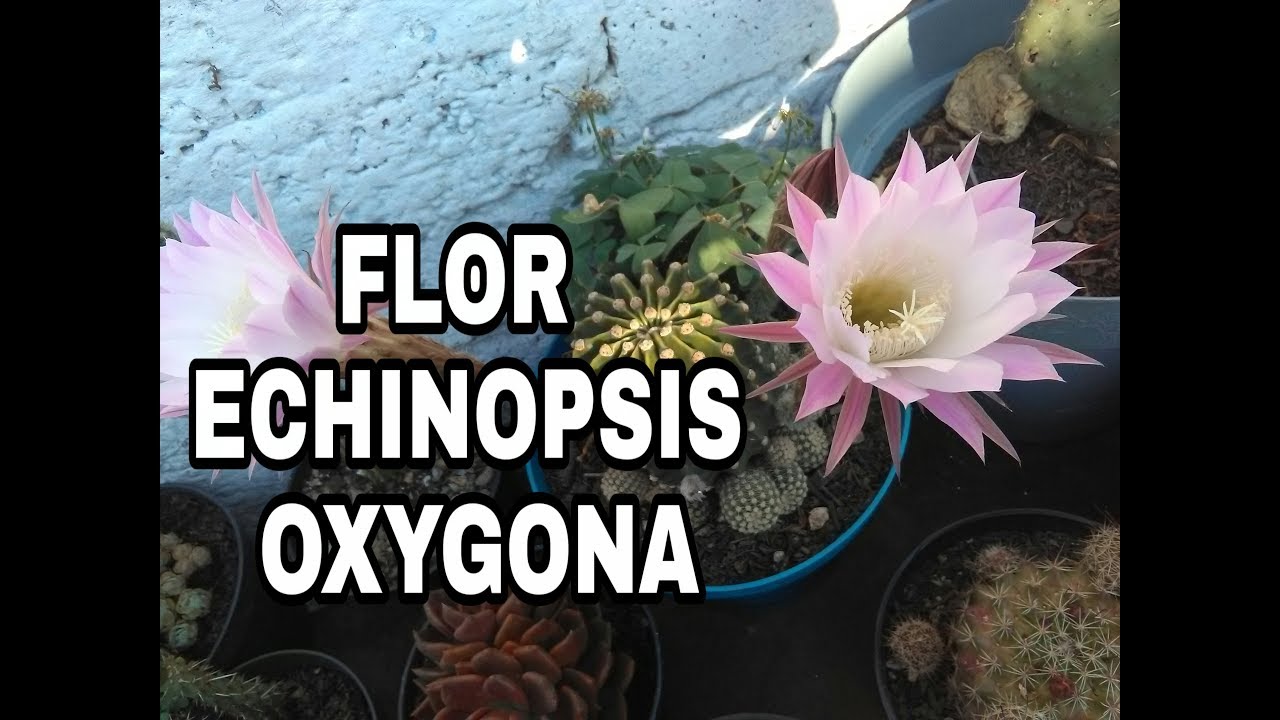 Flor de Cactus Echinopsis Oxygona Floración Primavera 2019 || Cactus Y Suculentas