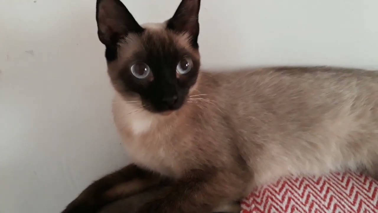 Filhote de gato Siamês brincando com a mamãe