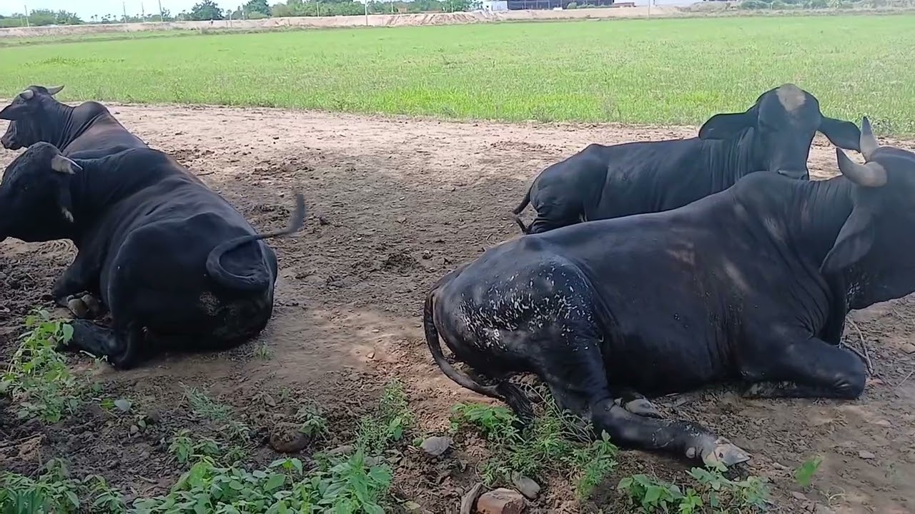 TOUROS DE INGRODA JA COM PESO BOM 🐂