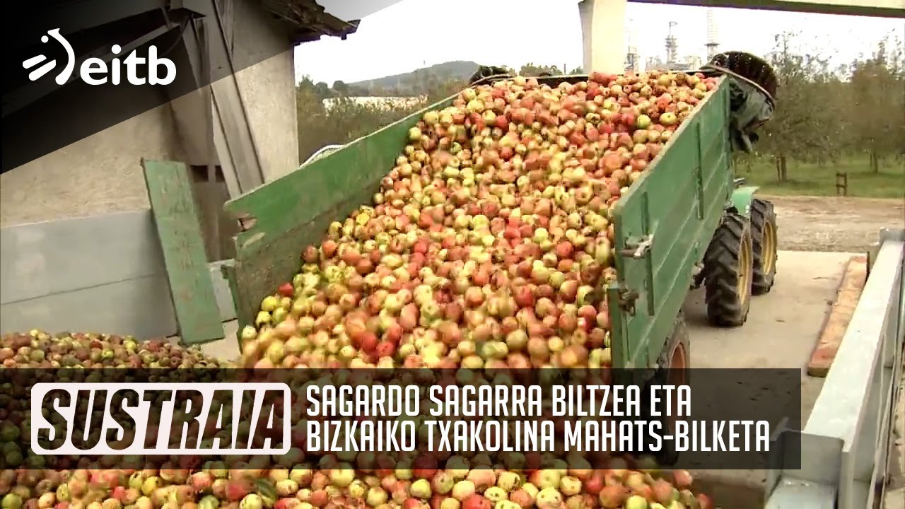 SUSTRAIA: Sagardo sagarra biltzea eta Bizkaiko txakolina mahats-bilketa