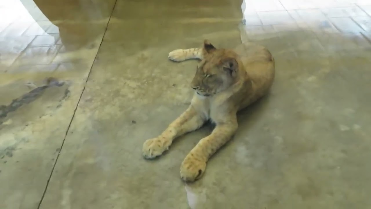 Zoo Knoxville Full Tour 2022