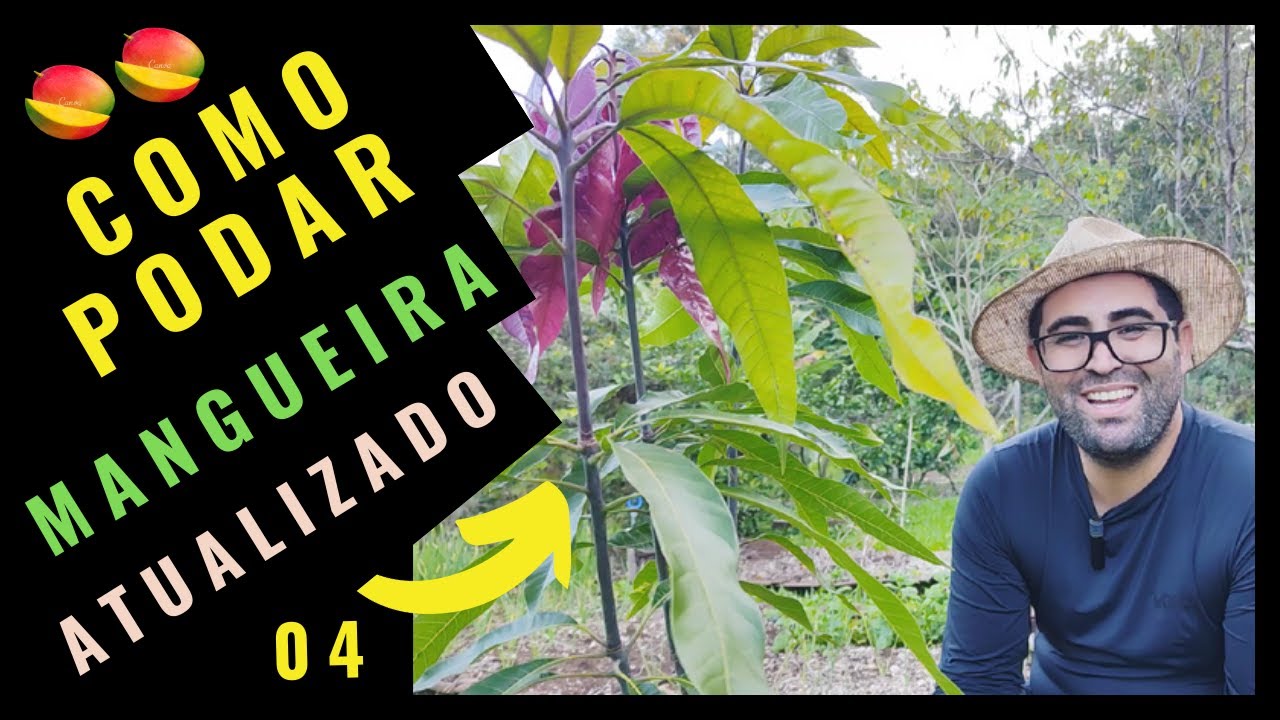 ( MELHOR MÉTODO) Como PODAR Mangueira GUIA COMPLETO  / VIDEO 04