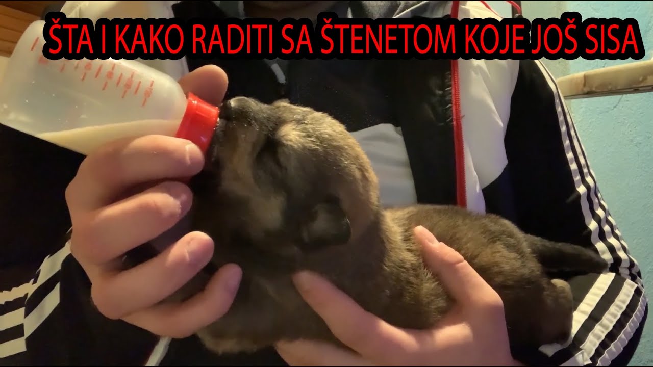 KAKO RUČNO HRANITI ŠTENE