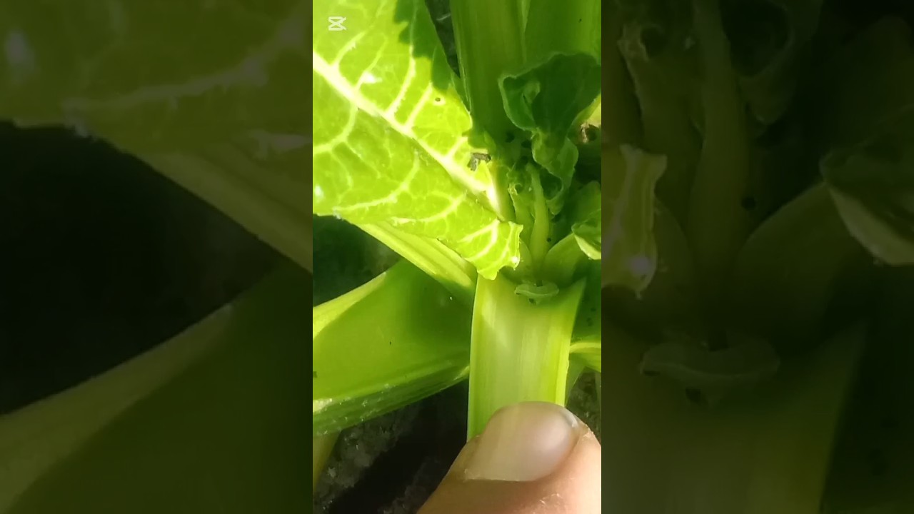 How to Control the Disease of Sugar Beet