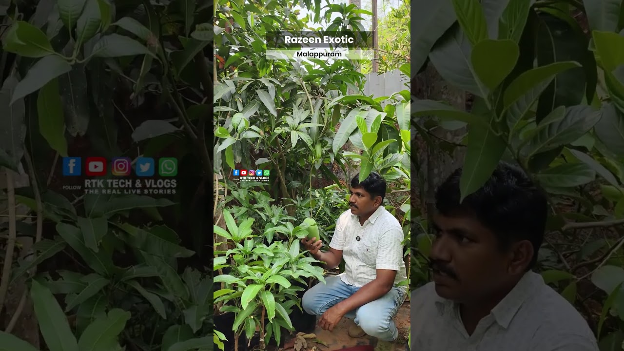 Super Queen Mangov  | Razeen Exotic  Fruits Garden