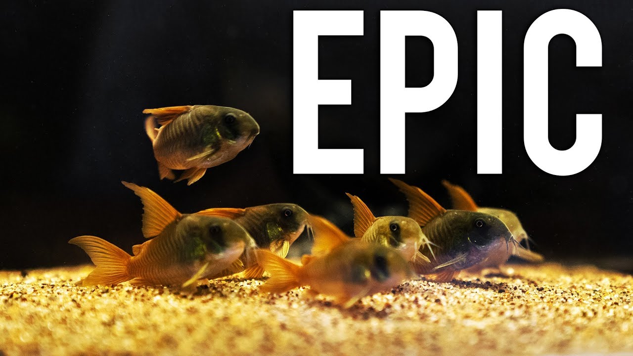 13 Fish Room Tours in 3 DAYS