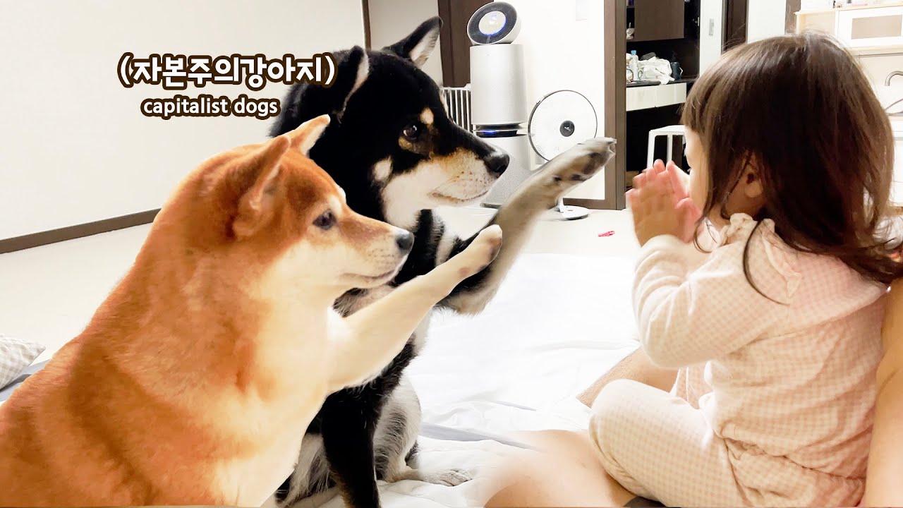 강아지가 아기와 함께 살면 일어나는 일 (간식달라고 아기에게 개인기 보여줌 ㅋㅋㅋㅋ)
