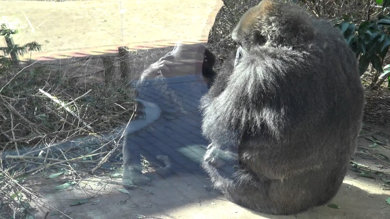 ゲンタロウの災難！！母ゲンキに甘えようとしてぶたれる　京都動物園ゴリラ 17.01