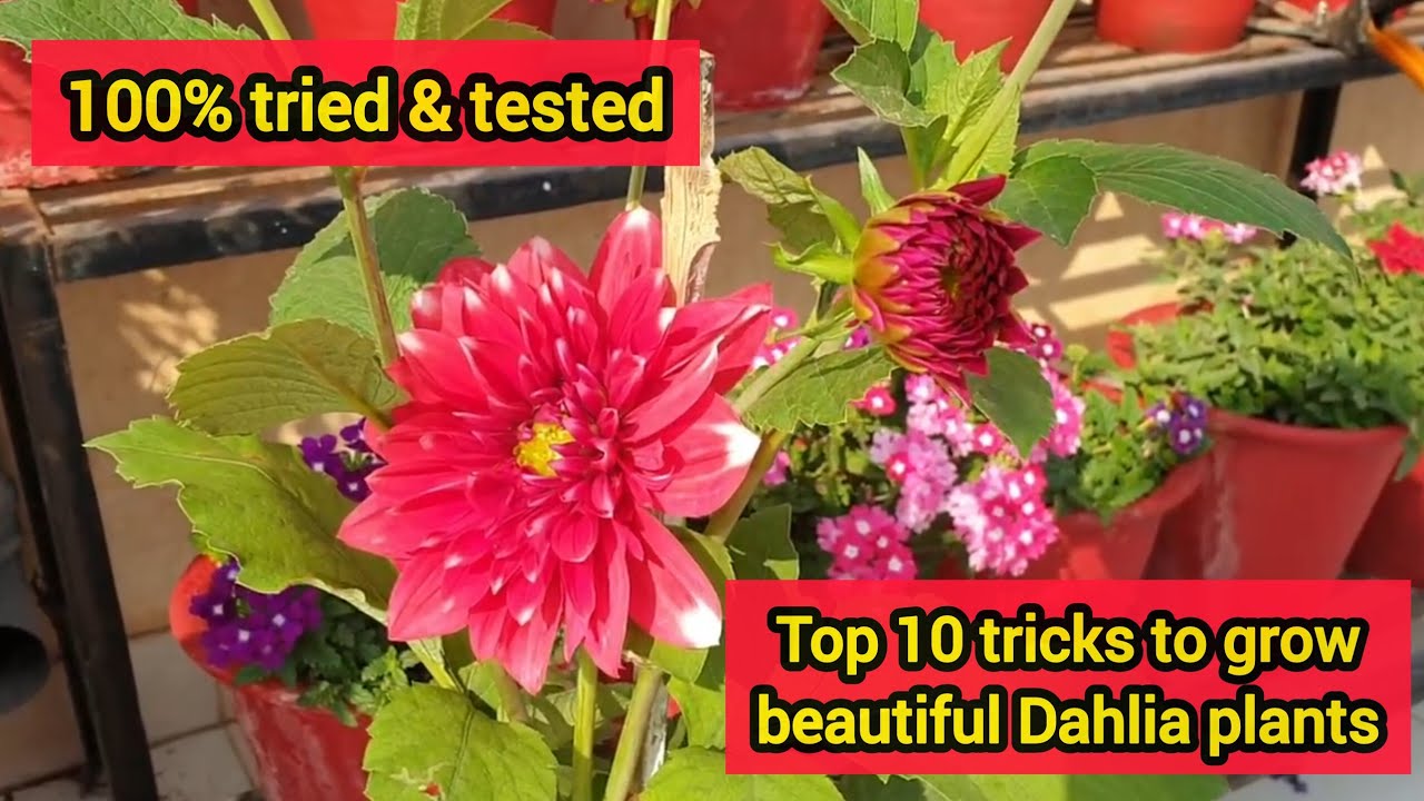 10 Tips for growing beautiful Dahlias in pots/containers (100% tried and tested) | Grow Dahlia plant