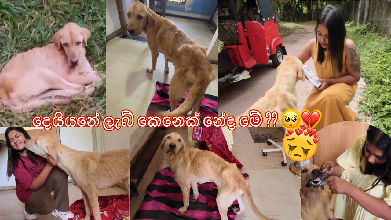 කටු ගොඩක් , රෝස මලක් කරන්න ලෑස්ති 🥺❤️‍🩹 “රෝසි