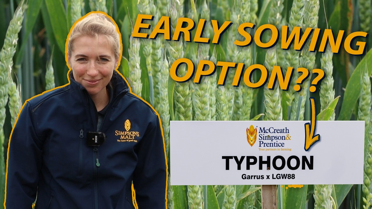 Typhoon Winter Wheat Variety 2024: Will this Northern POWERHOUSE “STORM” through another season?